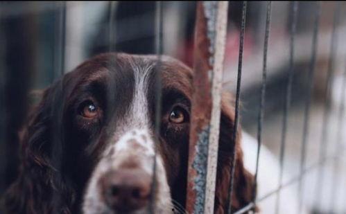 认错网红狗,真相揭秘，网络舆论的反思