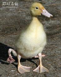 明星叫什么鸭子,谁才是叫什么鸭子的焦点人物？