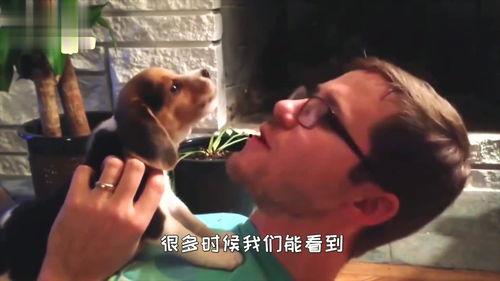 两只狗打架可以吃瓜吗,围观两只狗狗的“吃瓜”现场