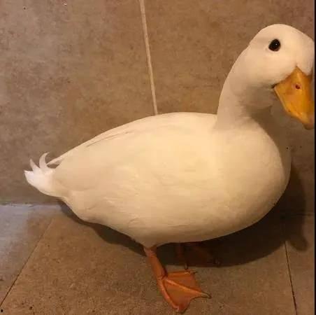 网红录音鸭,揭秘网络红人的魅力与影响力